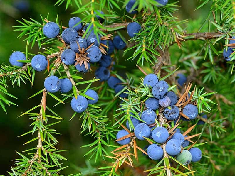 Junipers Balcony Plants