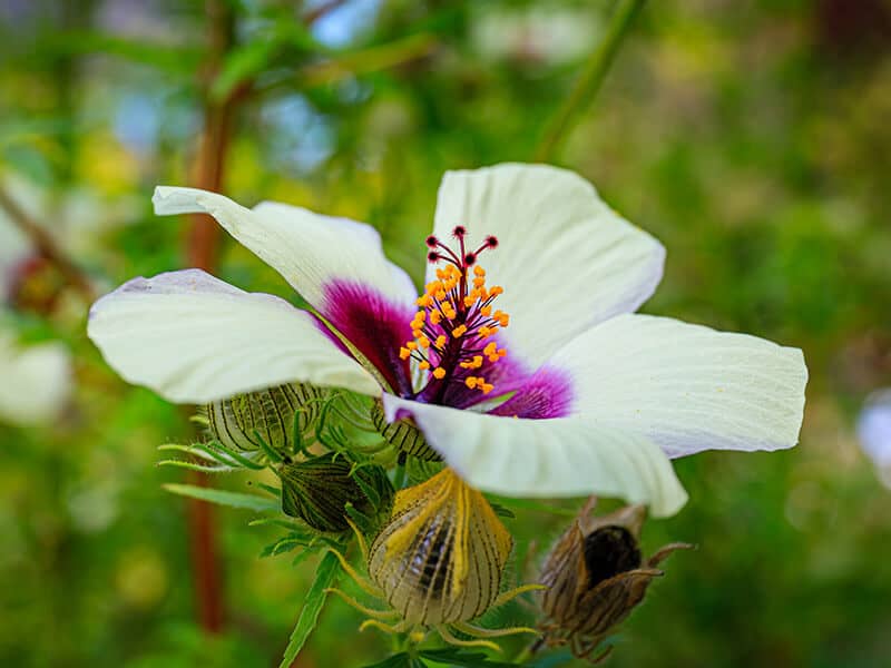 Kenaf Hibiscus