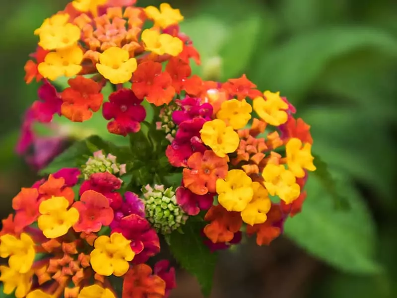 Lantana Water Rain Drops