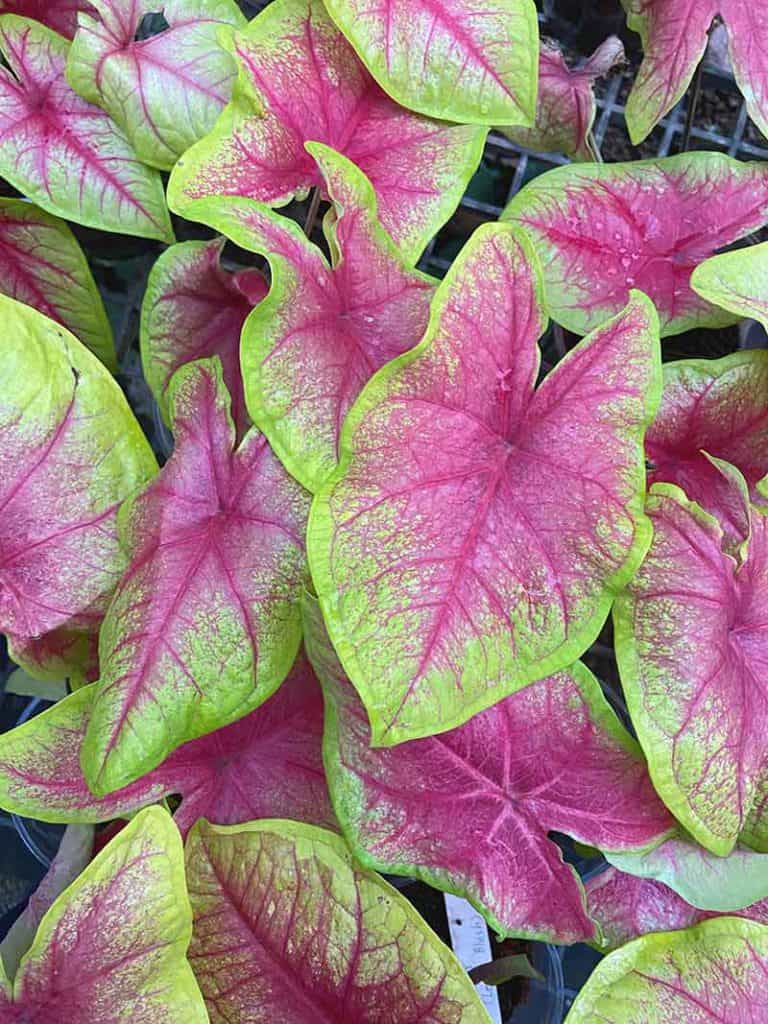 Lemon Blush Caladium