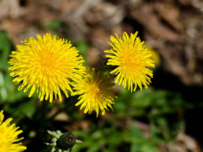 Leontodon Yellow Flowers