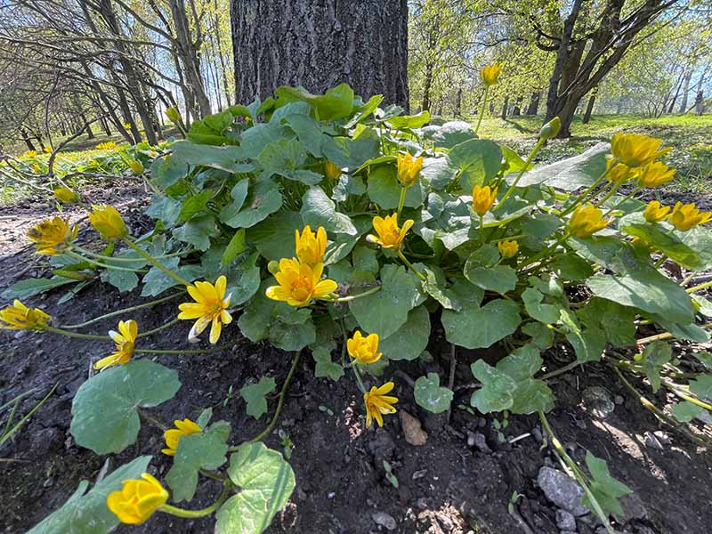 Lesser Celandine Yellow Flowers