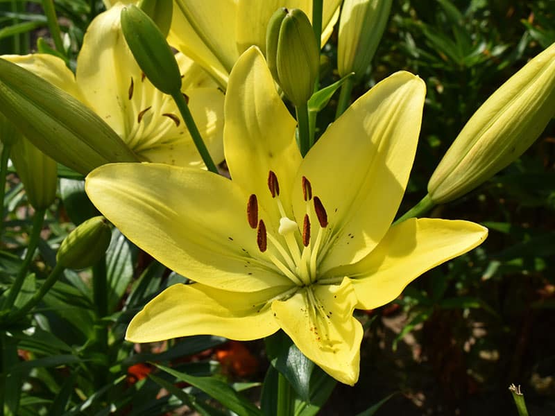 Lilium Yellow Flowers