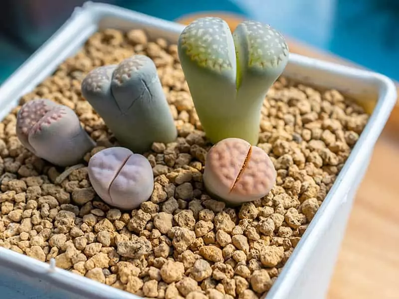 Lithops Living Stones Planting