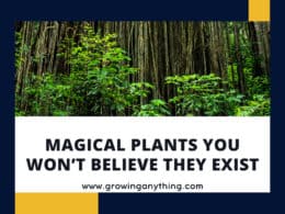 Magical Plants