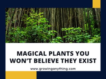 Magical Plants