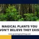 Magical Plants