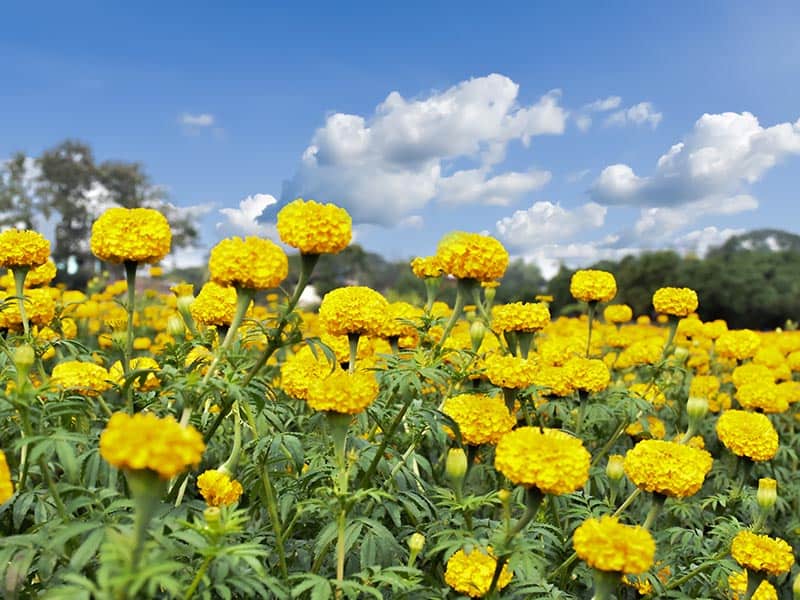 Marigold Yellow Flowers
