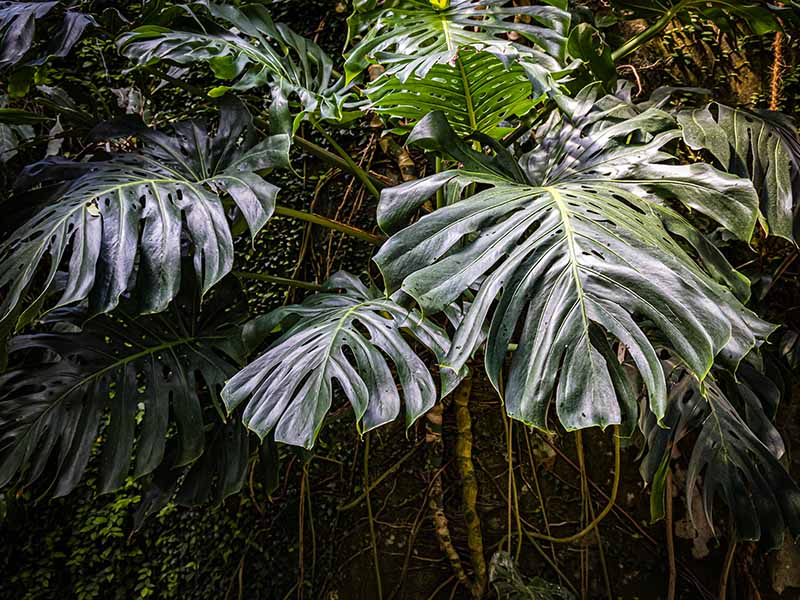 Monstera Deliciosa Green Leaves