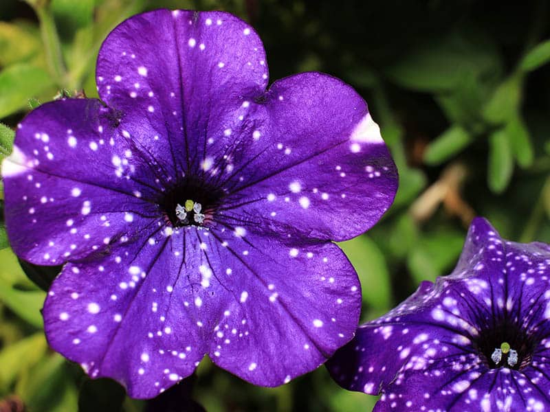 Night Sky Petunia