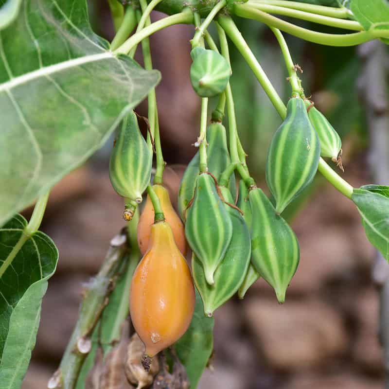 Oak Leaved Papaya