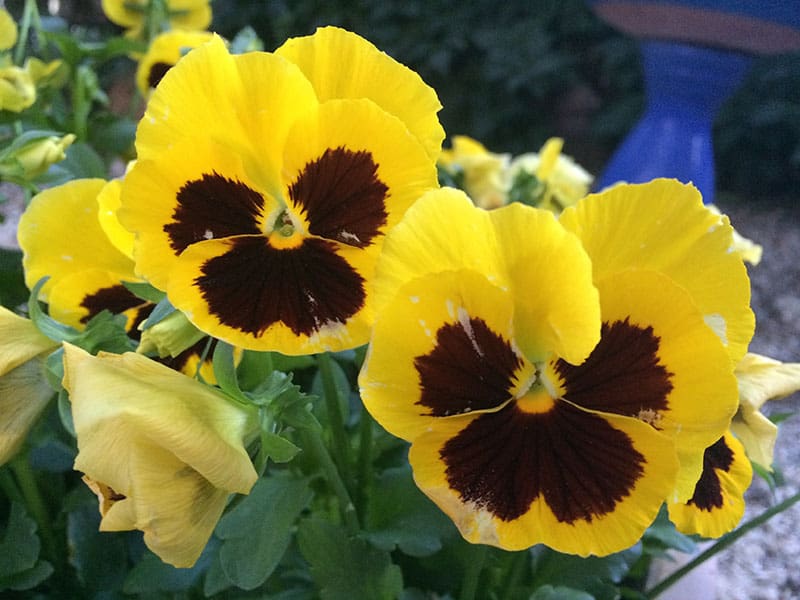 Pansies Yellow Flowers