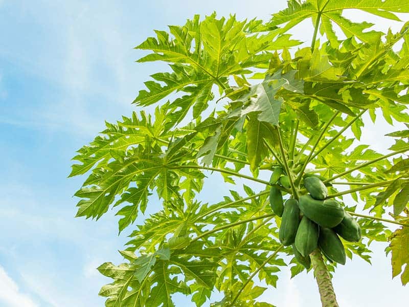 Papaya Tree