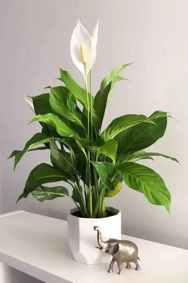 Peace Lily