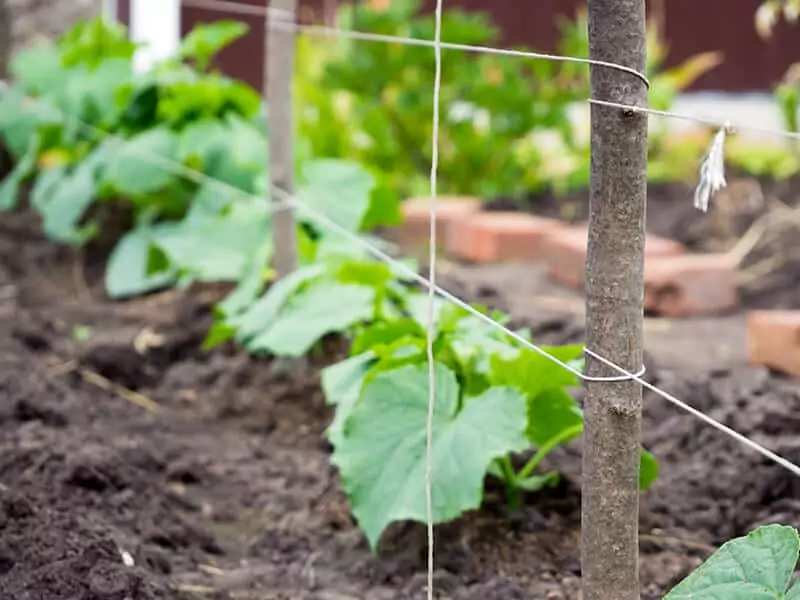 Pegs Taped Trellis