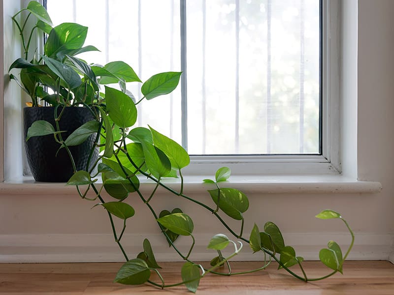 Philodendron On Windowsill