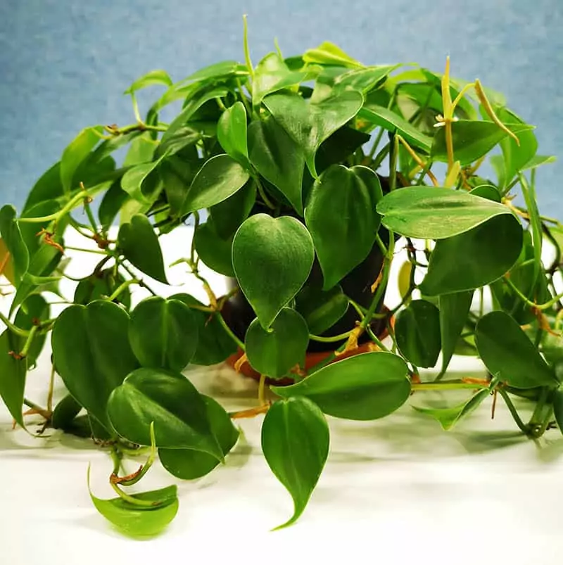 Philodendron Plant