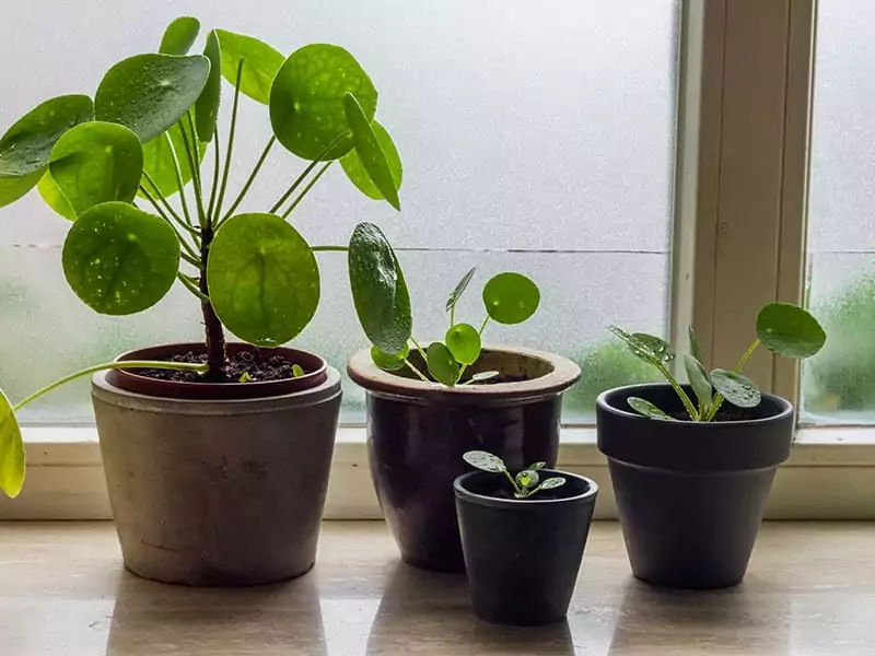 Pilea Family