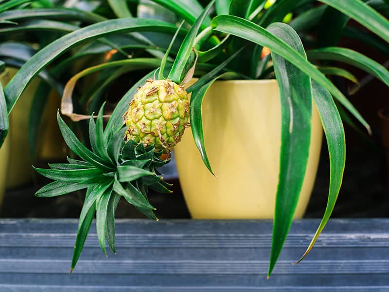 Pineapple Plants