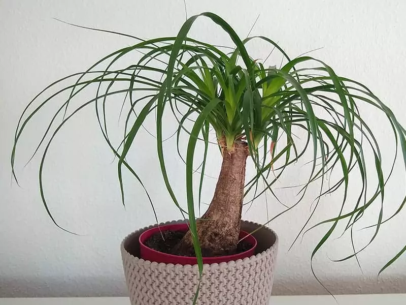 Ponytail Palm