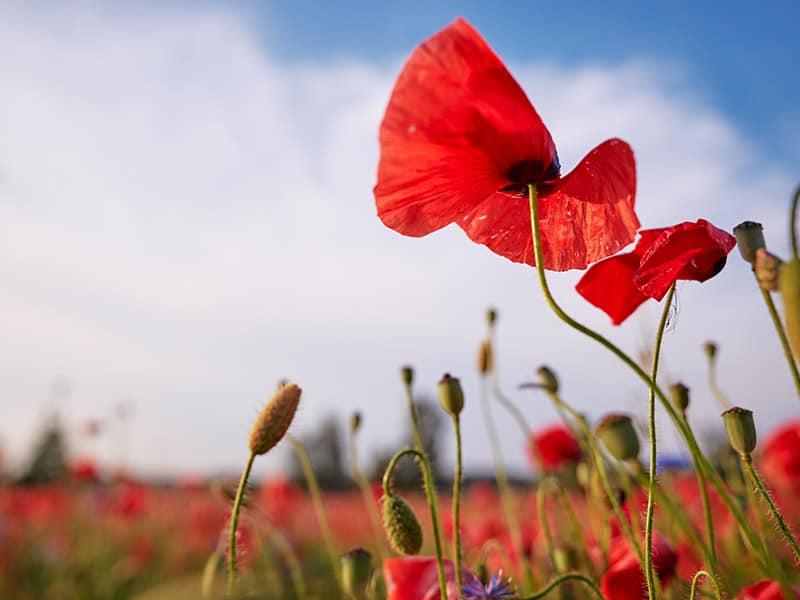 Poppy Field