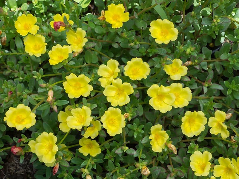 Portulaca Yellow Flowers