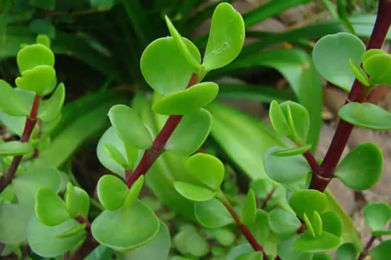 Portulacaria Afra Porkbush