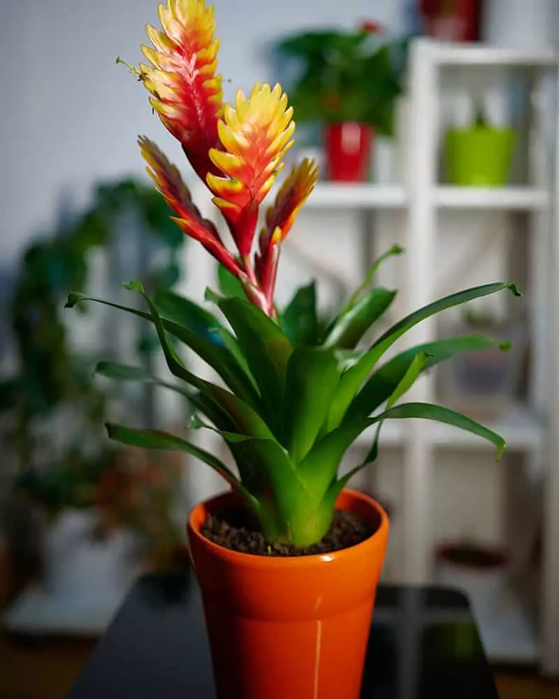 Potted Vriesea Bromelia