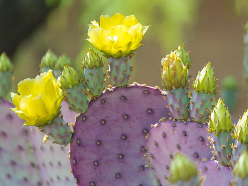 Prickly Pear