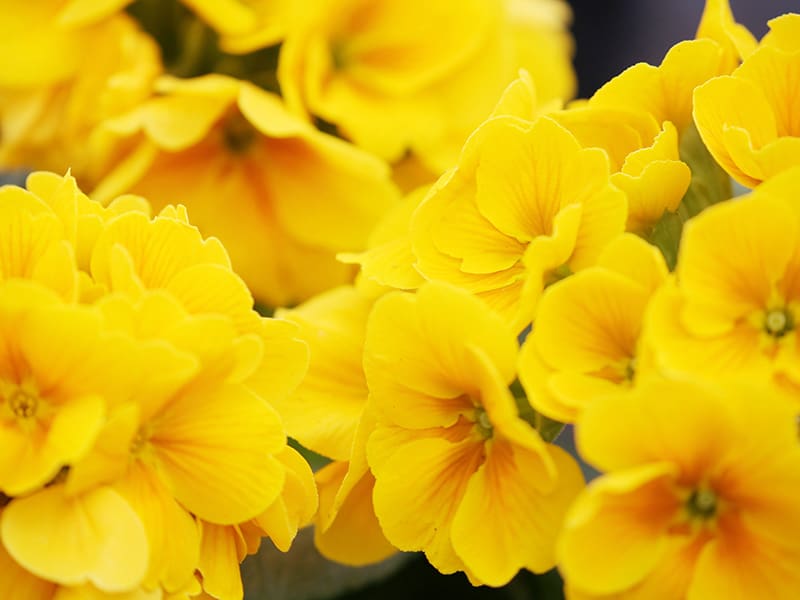 Primrose Yellow Flowers