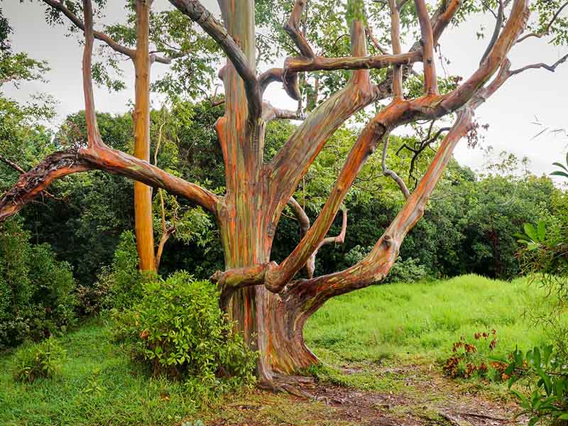 Rainbow Eucalyptus Trees