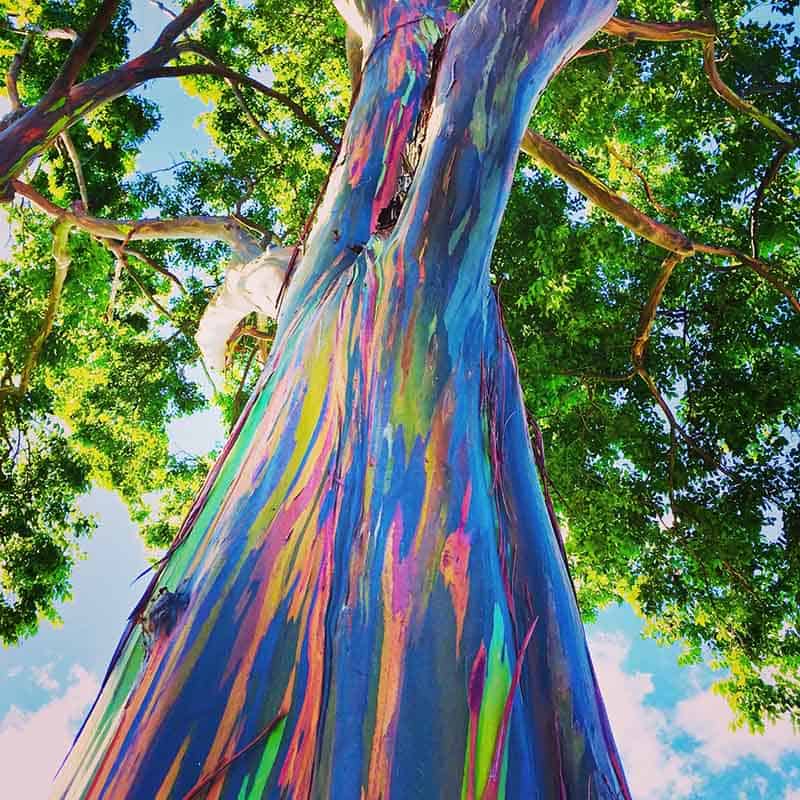 Rainbow Eucalyptus