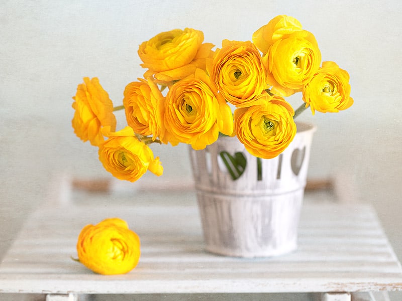 Ranunculus Yellow Flowers