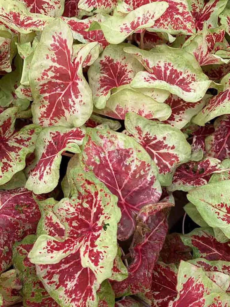 Raspberry Moon Caladium