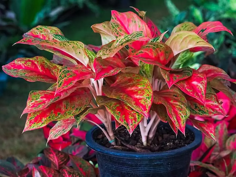 Red Aglaonema