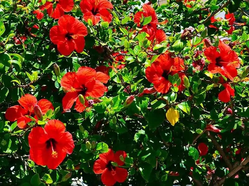 Red Hibiscus Flowers