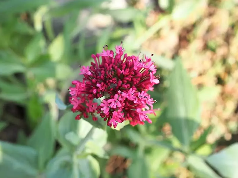 Red Valerian