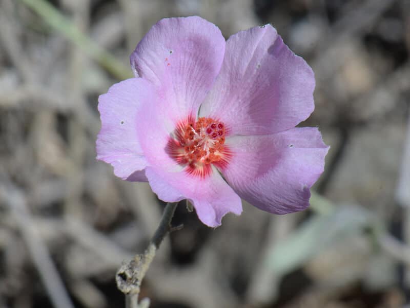 Rock Hibiscus