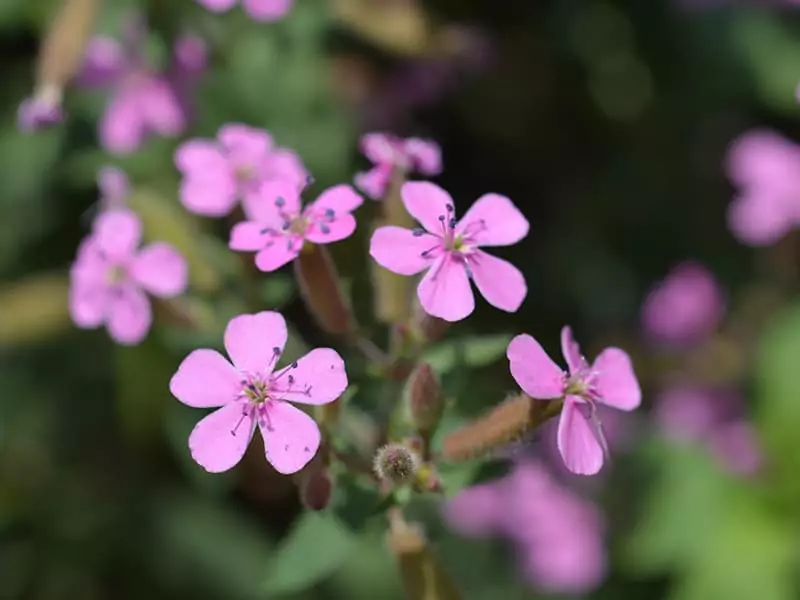 Rock Soapwort