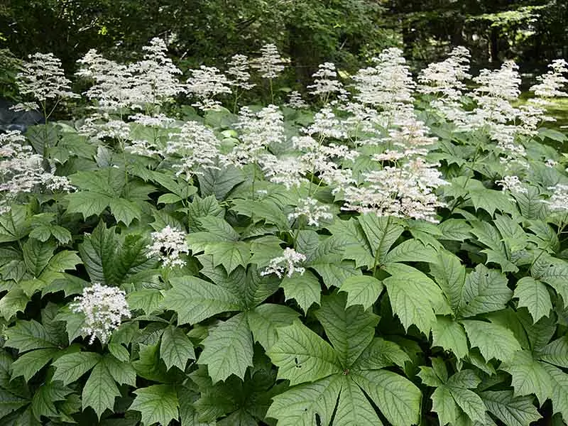 Rodgersias Leaves Plants