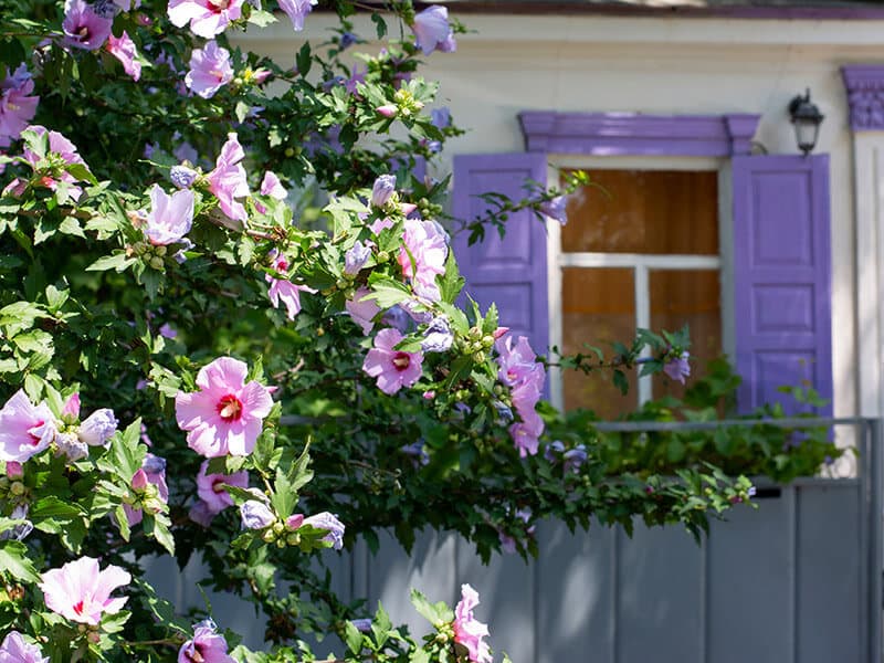 Rose Of Sharon