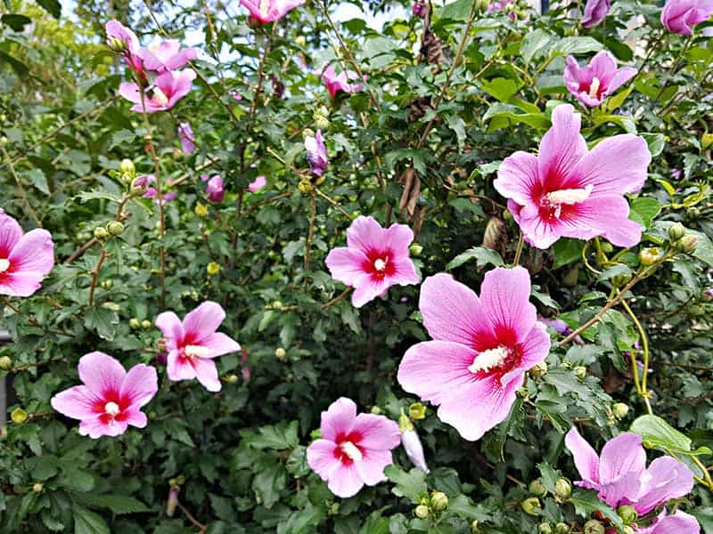 Rose Of Sharon