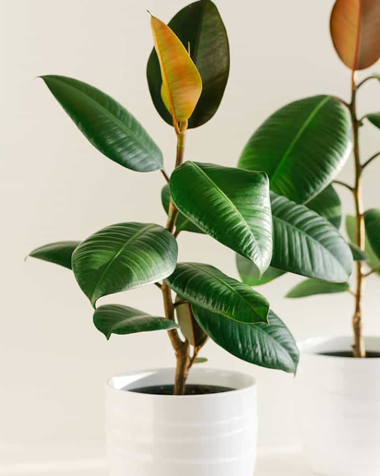 Top 22 Indoor Plants for Oxygen Backed Up By Science 2024