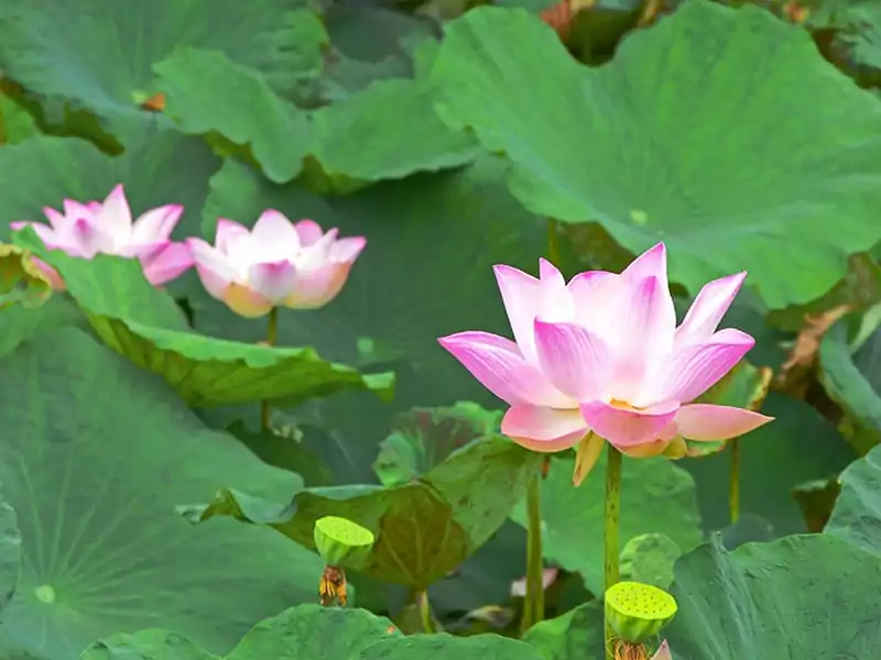 Sacred Lotus