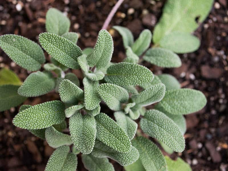 Sage Plant