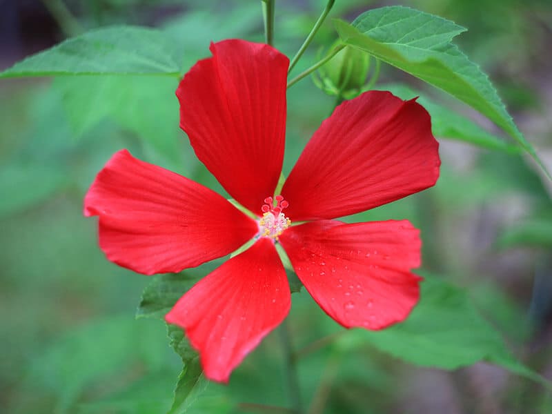 Scarlet Hibiscus