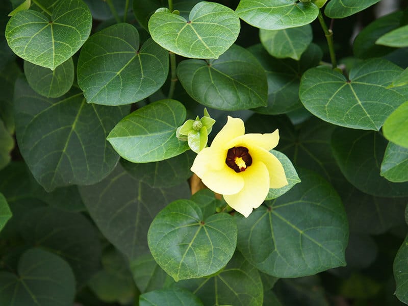 Sea Hibiscus