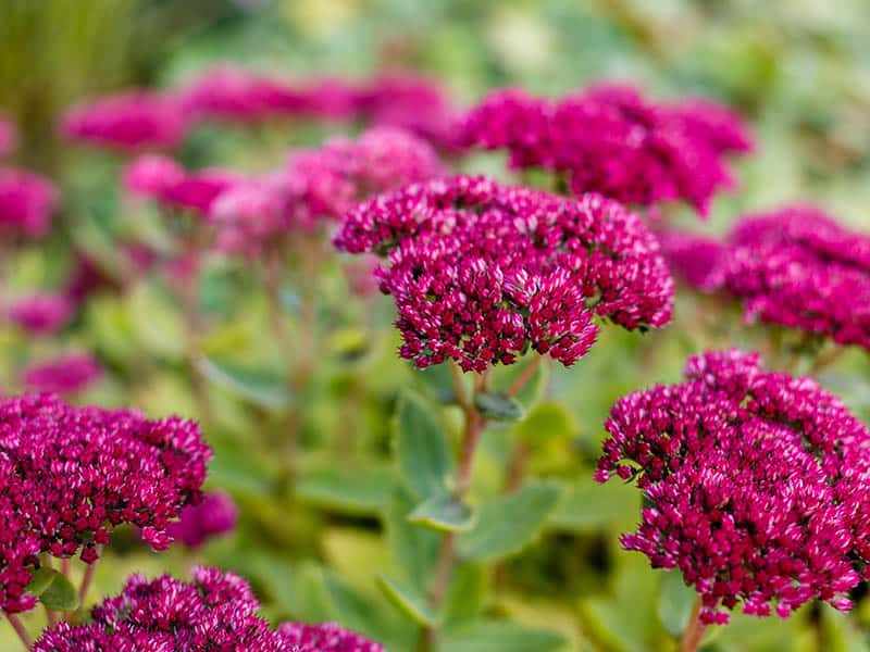 Sedum Garden