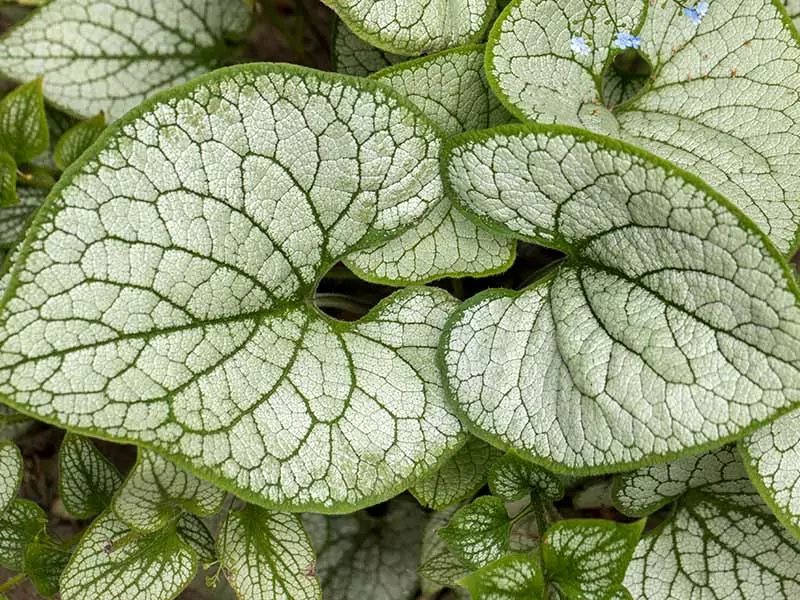 Siberian Bugloss