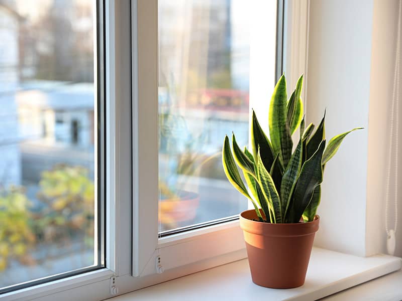 Snake Plant